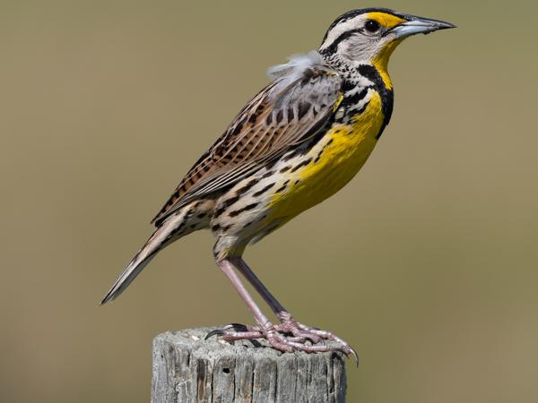 <h3><a href="/trips/orlando/biota/animalia/chordata/aves/040 passeriformes/124 icteridae/sturnella magna/sturnella magna-nl.html">Sturnella&nbsp;magna</a> / Eastern&nbsp;meadowlark / Witkaakweidespreeuw</h3>OM-1 Mark II met M.300mm F4.0 + MC-14, 1/2000 sec  bij F5.6, ISO 400, afstand 7.7&nbsp;m